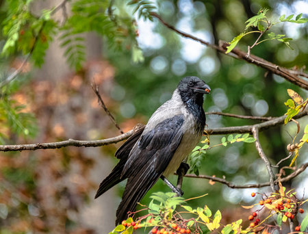 Hooded crow (Corvus cornix) also known as scald-crow or hoodie in Polish park - Warsaw, Polandの写真素材