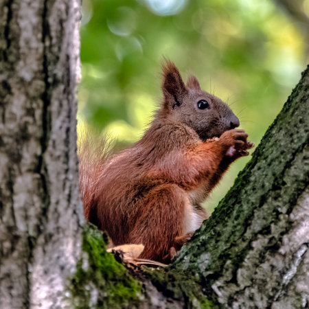 Eurasian red squirrel (Sciurus vulgaris) on the tree - Kampinos National Park, Masovia, Polandの写真素材