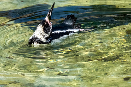 Swimming humboldt penguin (Spheniscus humboldti) - Chileの写真素材