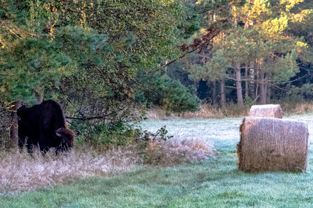 European wood bison (Bison bonasus), also known as the wisent, zubr or European buffalo in Bialowieza Forest, Polandの写真素材