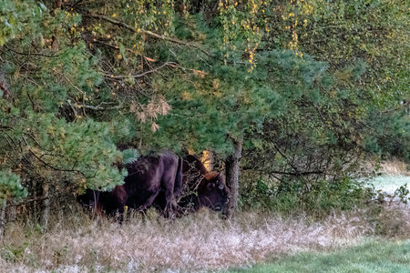 European wood bison (Bison bonasus), also known as the wisent, zubr or European buffalo in Bialowieza Forest, Polandの写真素材