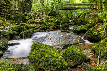 Kennall River in Kennall Vale Nature Reserve, Ponsanooth, Cornwall, United Kingdomの写真素材
