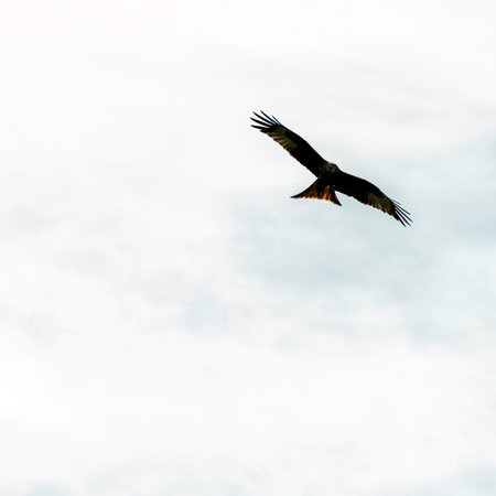 Flying red kite (Milvus milvus) on British skyの写真素材