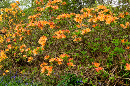 Rhododendrons in Windsor Great Park, United Kingdomの写真素材