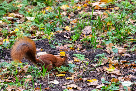 Wild Eurasian red squirrel (Sciurus vulgaris) in Kampinos National Park, Masovia, Polandの写真素材