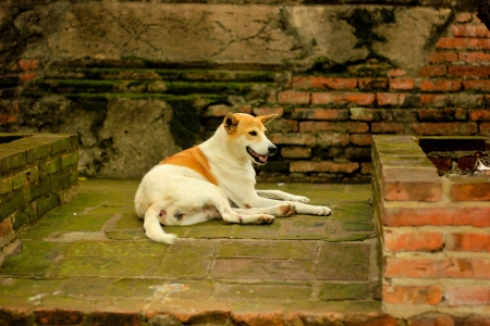 Temple dogの写真素材