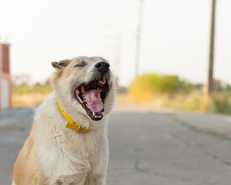 cute old dog yawningの写真素材