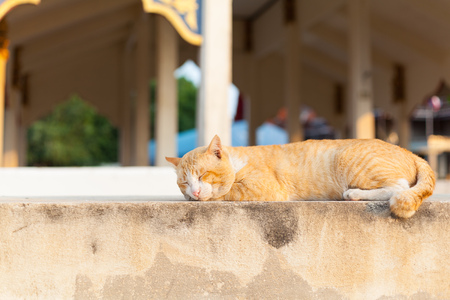 orange stripe cat sleeping on concrete wallの写真素材
