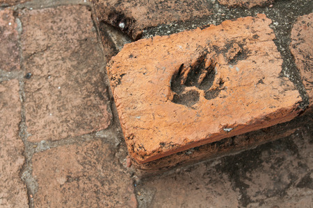 dog paw permanent on brickの写真素材