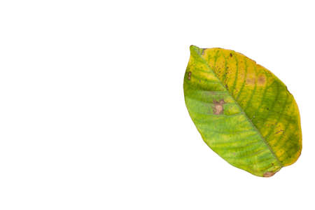 isolate green leaf