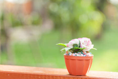 rose flower on blur garden backgroundの写真素材