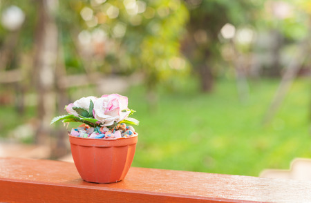 rose flower on blur garden backgroundの写真素材