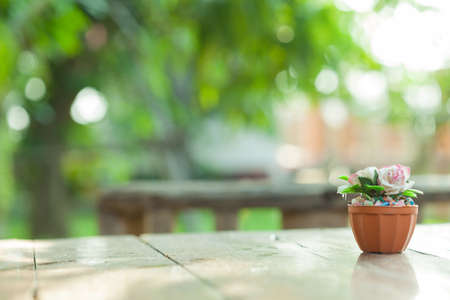 rose flower on blur garden backgroundの写真素材