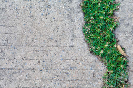 green plant grass on concrete floorの写真素材