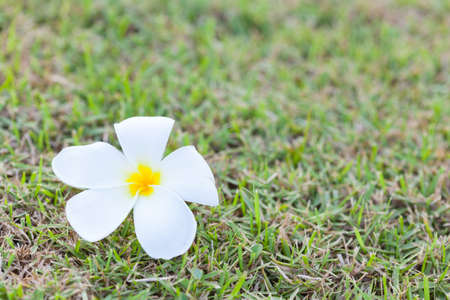 white plumeria flower on green grassの写真素材