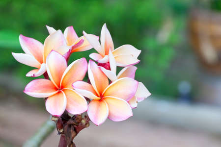 colourful plumeria flowerの写真素材