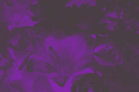 multiple rose flower decorationの写真素材