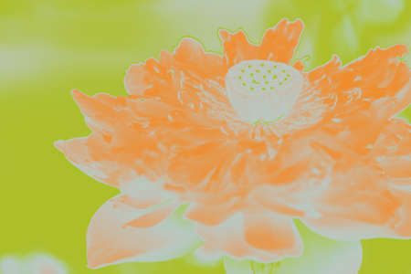 bloom lotus flowerの写真素材