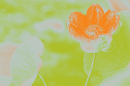 bloom lotus flowerの写真素材