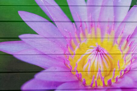 closeup lotus with wood texture backgroundの写真素材