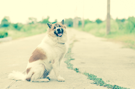 dog relax sitting with blur backgroung, vintage effectの写真素材