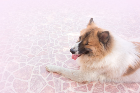 Dog sitting on bright pink floorの写真素材