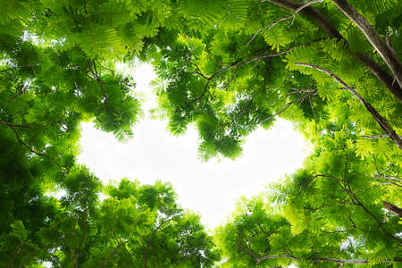 fresh green leaf pattern backgroundの写真素材