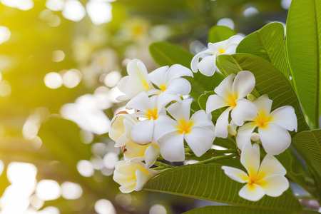 white plumeria flower with soft light effectの写真素材