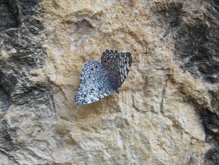 butterflyの写真素材