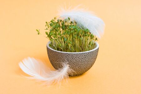 Traditional easter flowerpot with sprouted corn and white feathers の写真素材