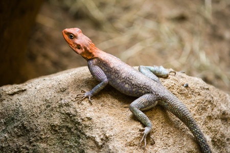 Detail of male red-headed agama on the sandstoneの写真素材