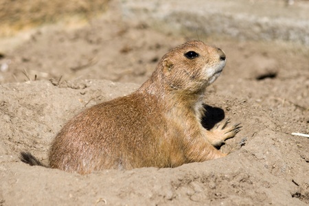 Prairie dog is looking out from his hole