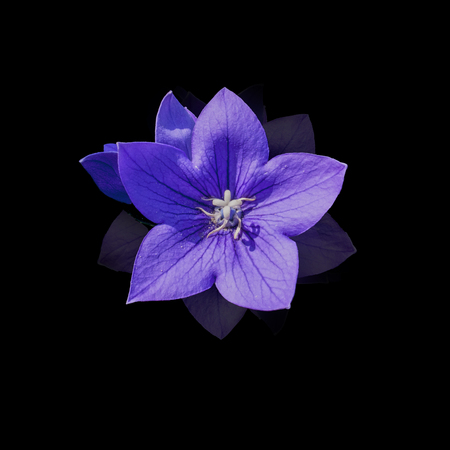 Star Shape purple Color Balloon Flower on Black Background, Overhead Close-up View.の写真素材