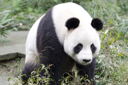 Panda in Chengdu Panda Base ,Chengdu, China の写真素材