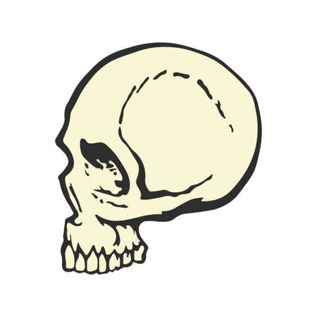 Human skull in profile. Cartoon style. Side view. Template graphic design for t-shirt. Creative design. Vector illustrationのイラスト素材