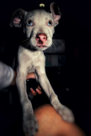 Man's best friend, and faithful companion.