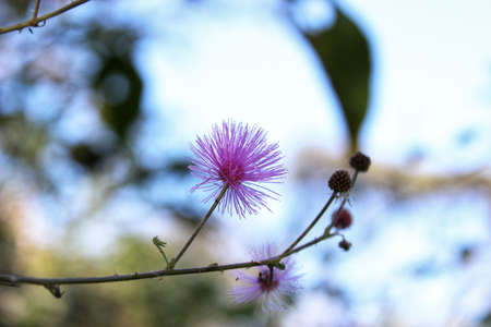 Nature-Floraの写真素材