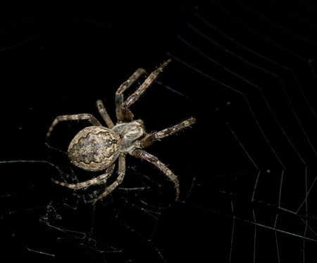 A spider in its web. Black background.の写真素材