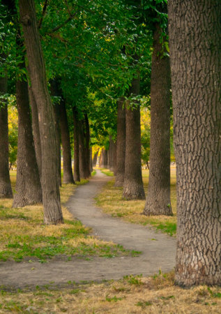 Path in a green foggy park 