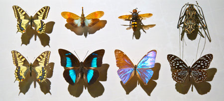 butterfly  isolated on whiteの写真素材