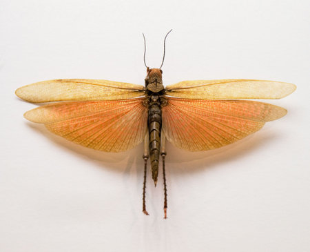 locust with open wings. isolated on whiteの写真素材