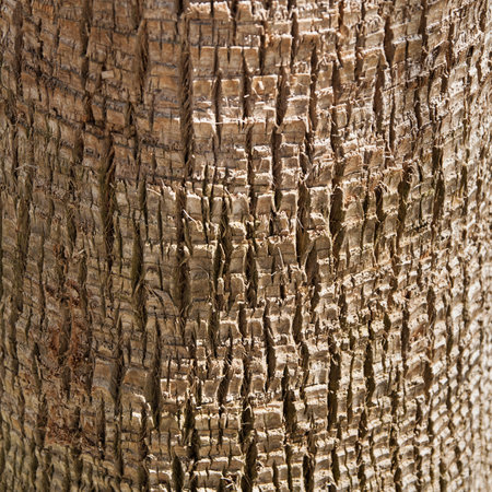 Palm tree trunk texture closeup photoの写真素材