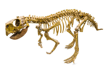 Psittacosaurus dinosaur skeleton isolated on whiteの写真素材