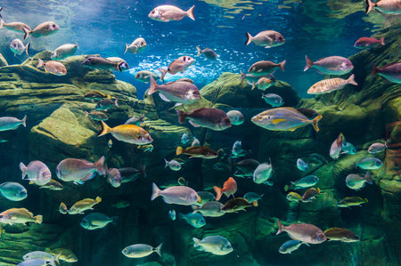 Photo of a coral colony, Red Sea, Egypt