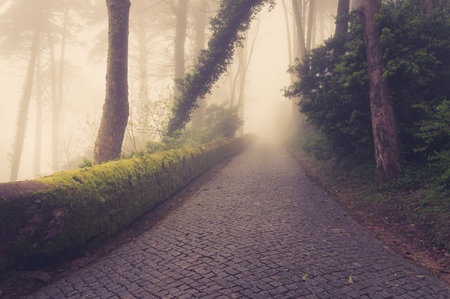 Road through a golden forest with fog and warm light.の写真素材