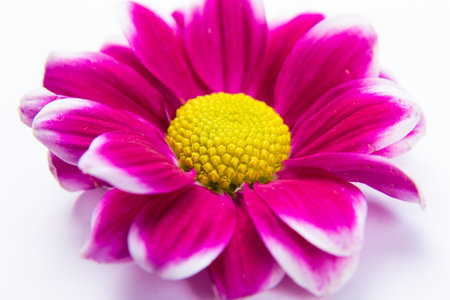 Soft abstract image of vivid flower. Macro with shallow dof.の写真素材