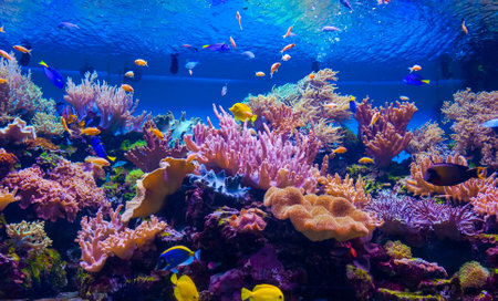 tropical fish on a coral reef.の写真素材