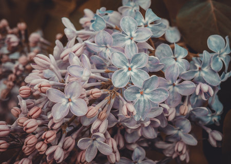 Beautiful spring lilac flowers, outdoors, selective focus,toned imageの写真素材