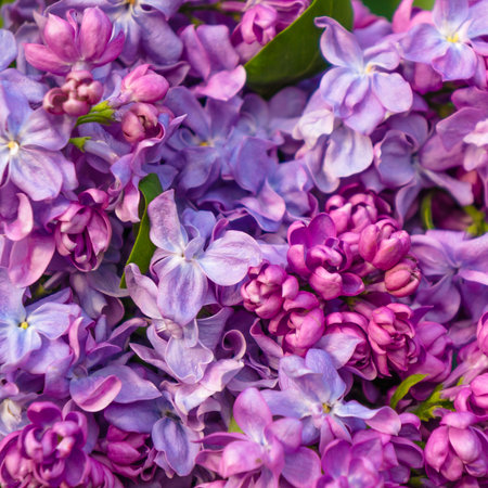 Beautiful spring lilac flowers, outdoors, selective focus,toned imageの写真素材