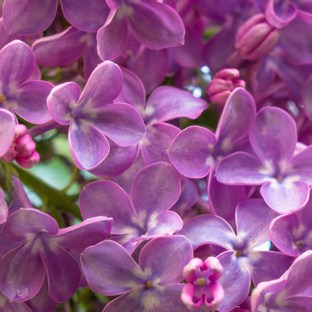 Beautiful spring lilac flowers, outdoors, selective focus,toned imageの写真素材